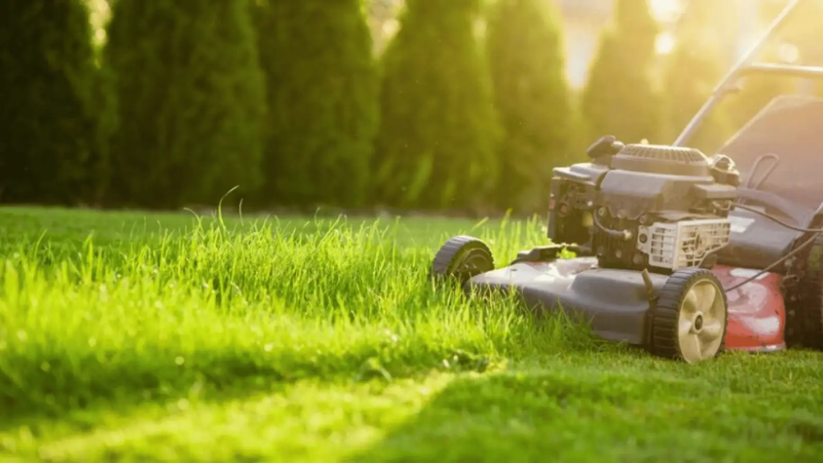 MDA Services — lawn care in Oran Park